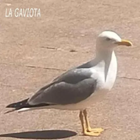 La Gaviota *