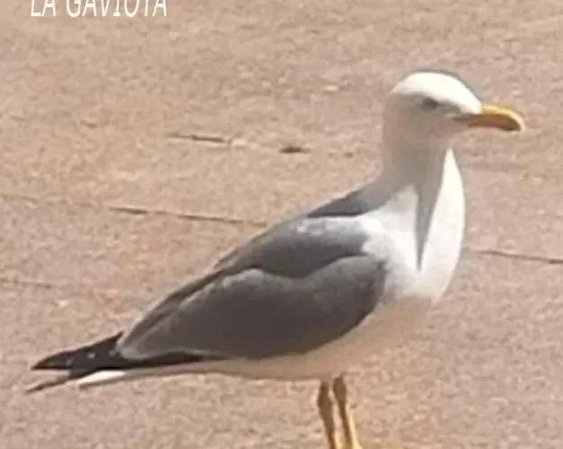La Gaviota *